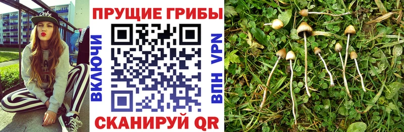 Галлюциногенные грибы Psilocybe  Североморск 
