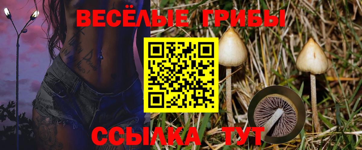 Галлюциногенные грибы Psilocybine cubensis Североморск